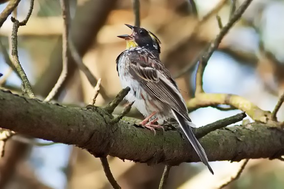 Yellow-throated-Bunting_TE