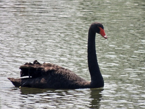 3_BlackSwan_Suncheon-ECO-GEO-10.8