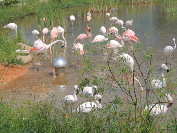 4_ Flamingos_Suncheon-ECO-GEO-10.8.2013-1