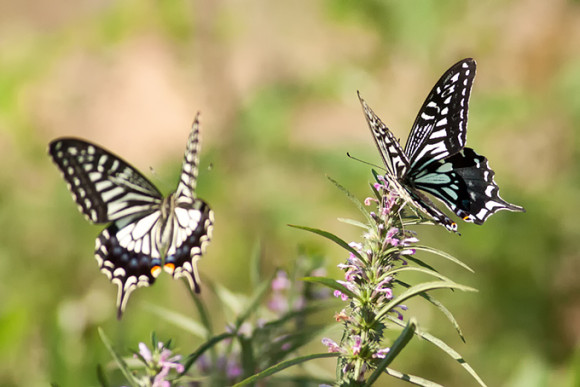 Asian-Swallowtail_TE