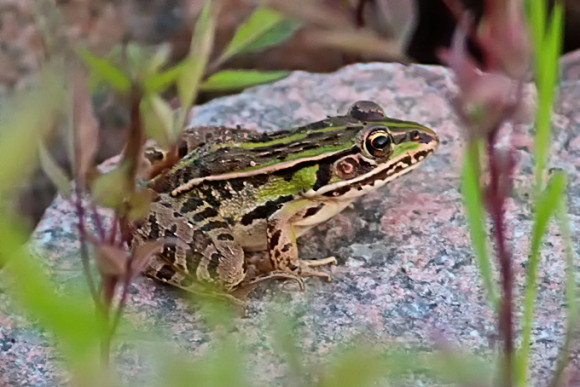Black-spotted-Frog_TE