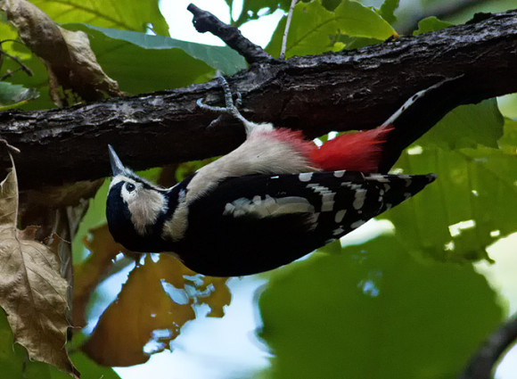 Great-Spotted-Woodpecker_TE