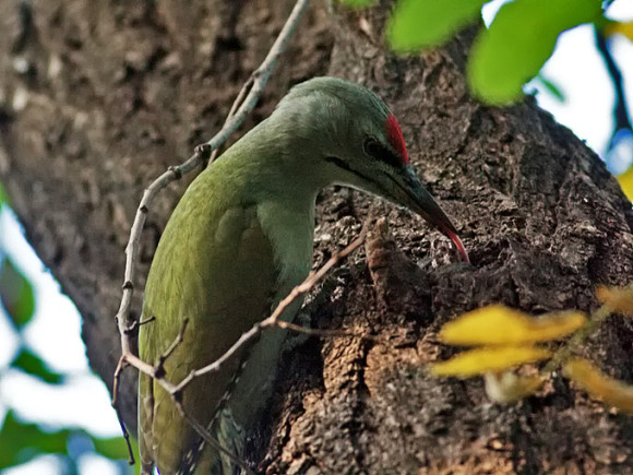 Grey-headed-Woodpecker_TE