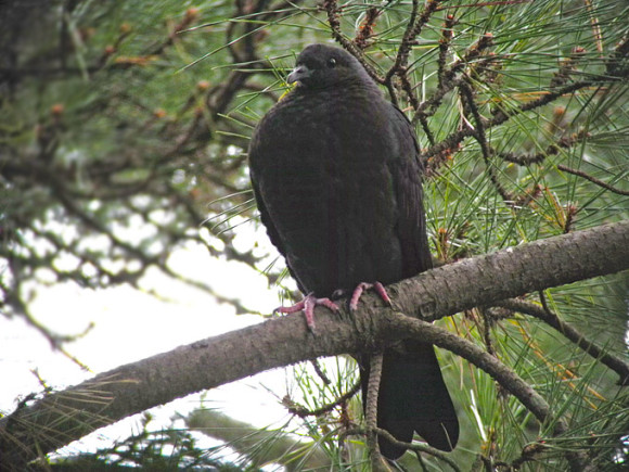 Black-Wood-Pigeon_NM-1