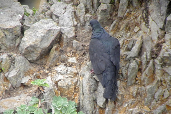 Black-Wood-Pigeon_NM-2