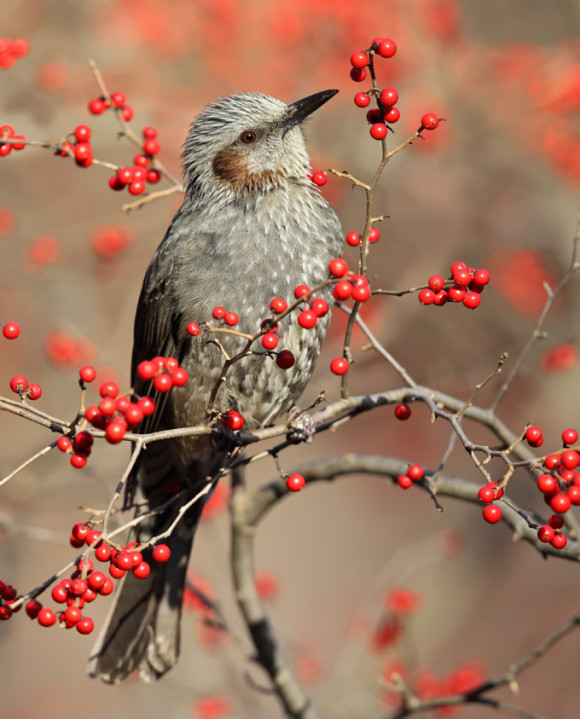 Brown-eared-Bulbul_RN