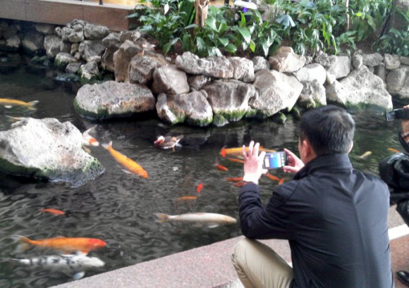 Mandarin-Duck-in-Hotel-lobby