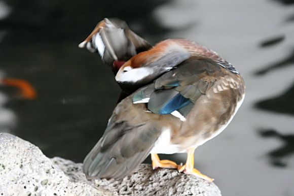 Mandarin-Duck-male-2