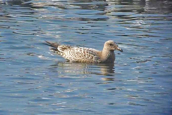 Thayers-type-Gull_NM-2