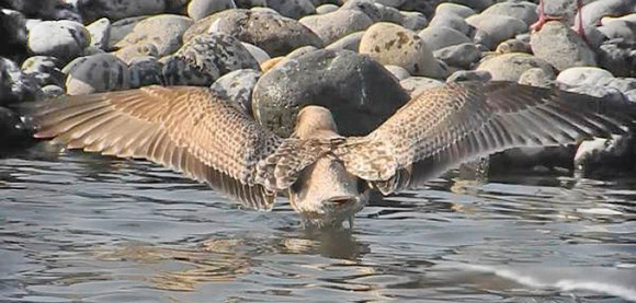 Thayers-type-Gull_NM-4