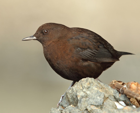 Brown-Dipper_RN