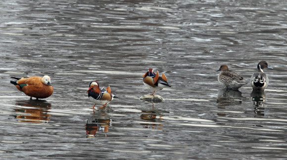 Mandarin-Duck_RN-2