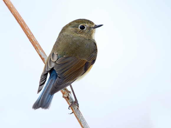 Red-flanked-Bluetail_RN