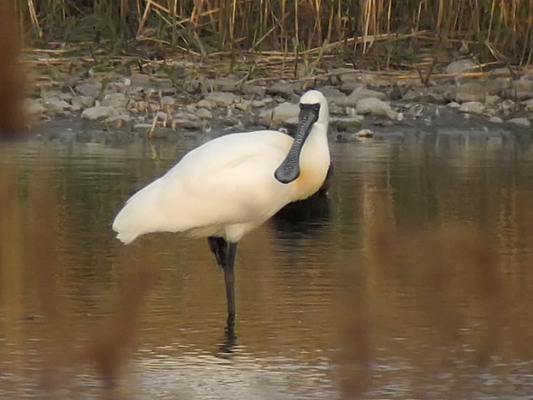 Black-faced-Spoonbill_NM