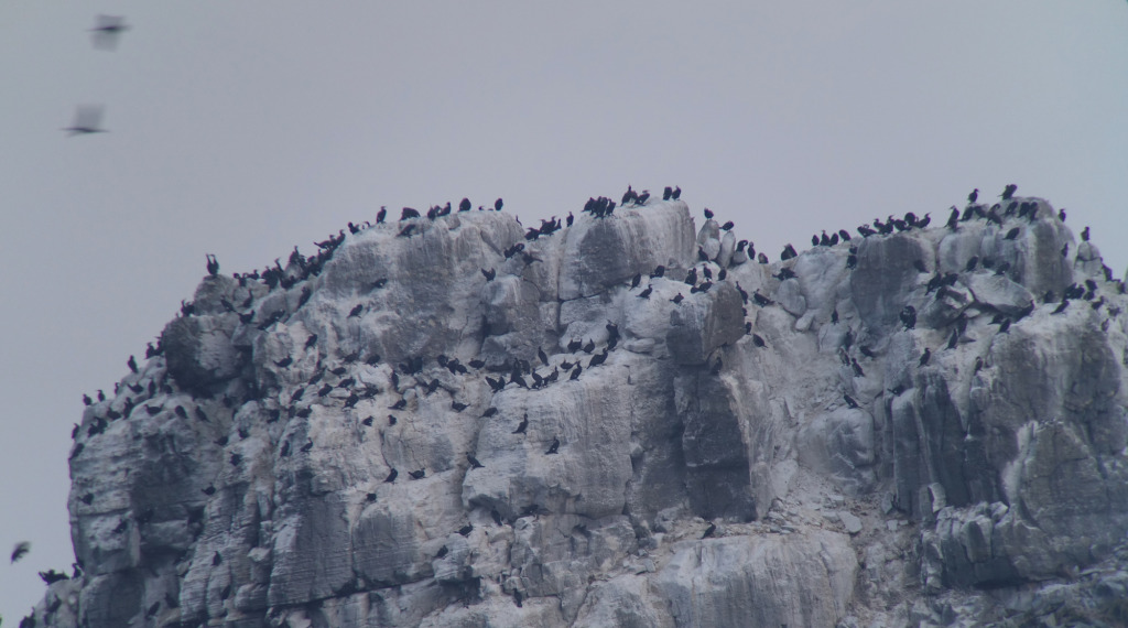 RoostTemmincks Cormorants