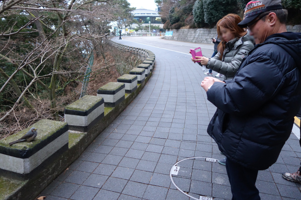 brownearedbulbultwitch