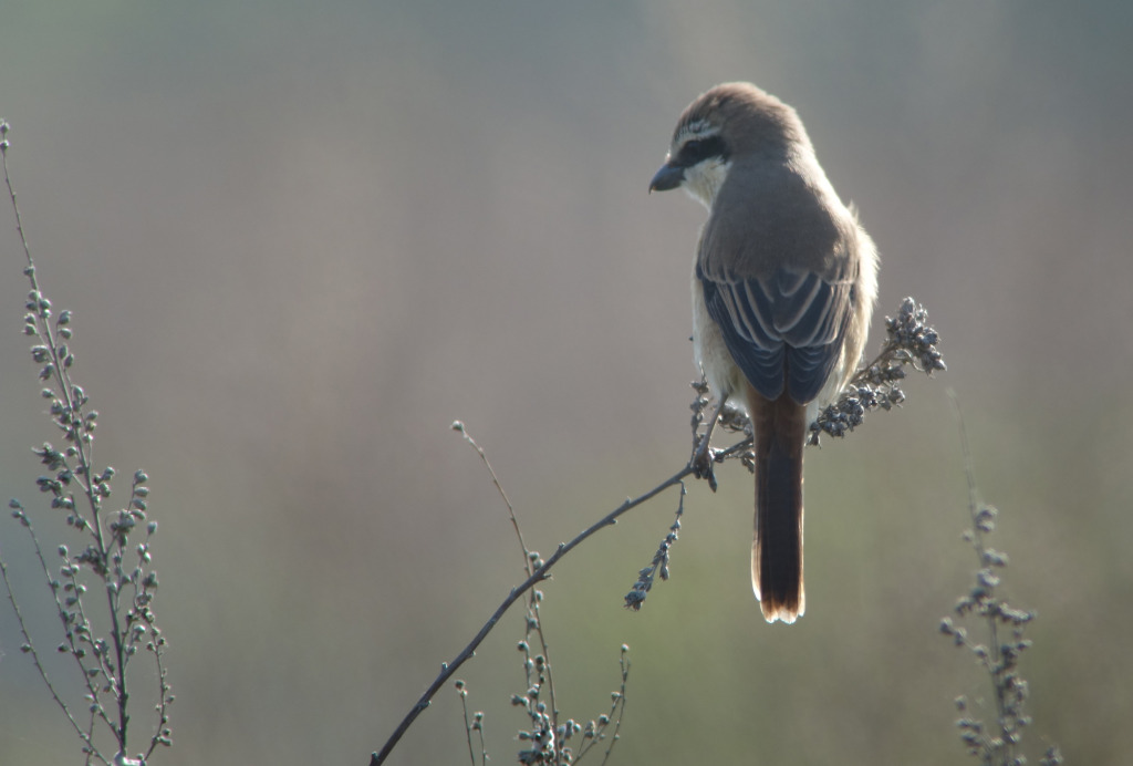 Brownshrike_May10_RS1