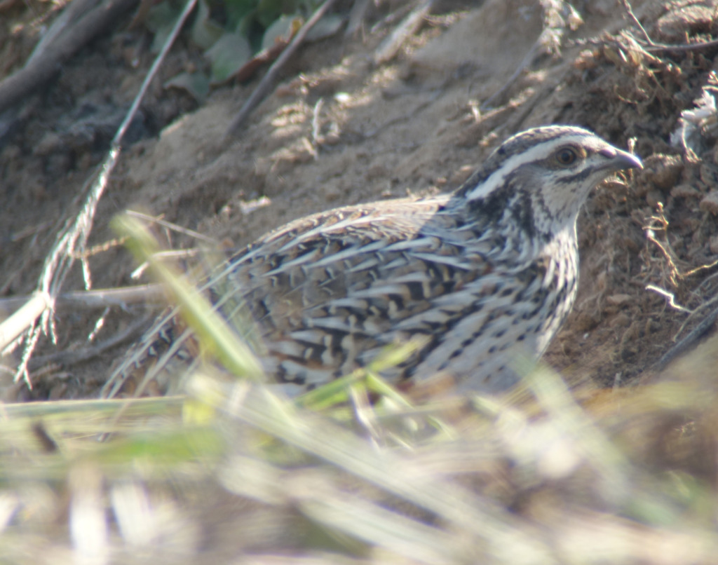 Japanese_Quail_RS1_May10