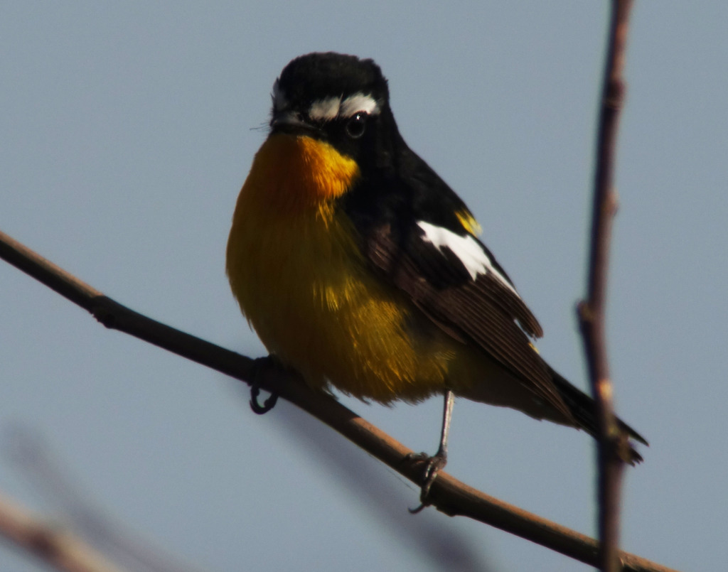 Yellowrumpedflycatcher_MAY10_RS1