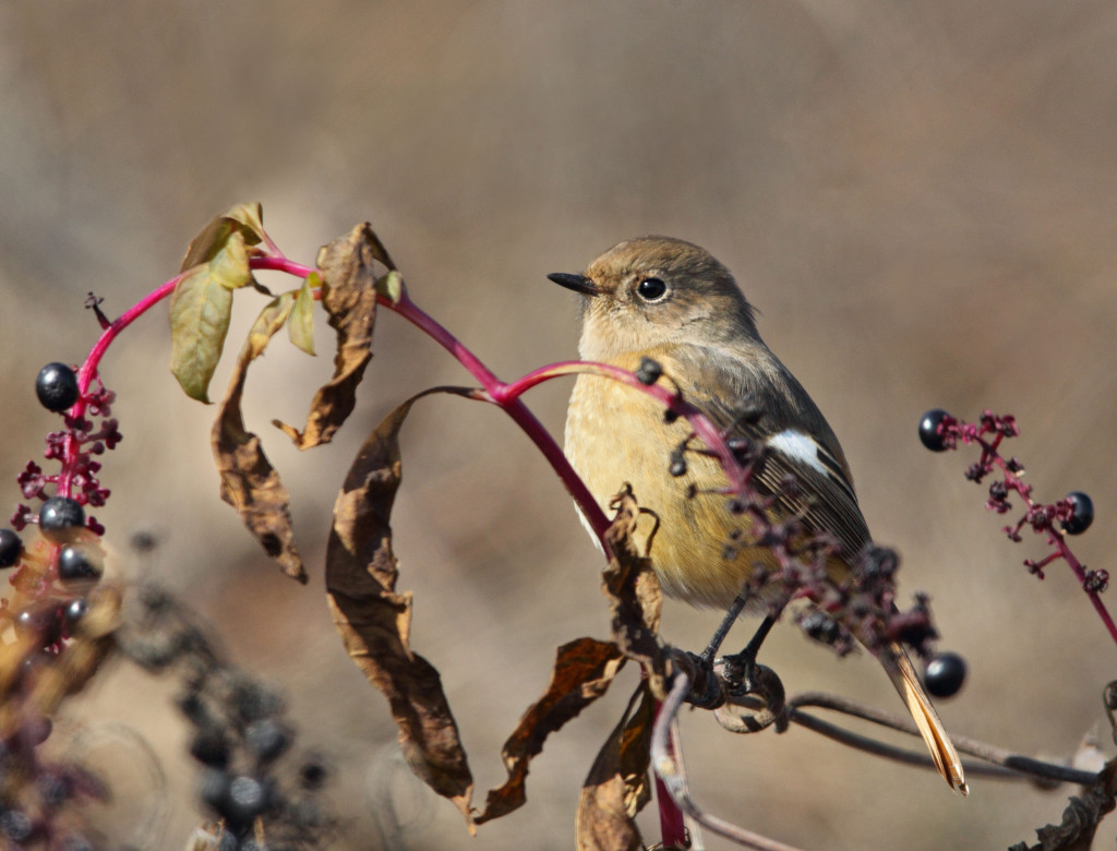 smaller rstart AP9F9443