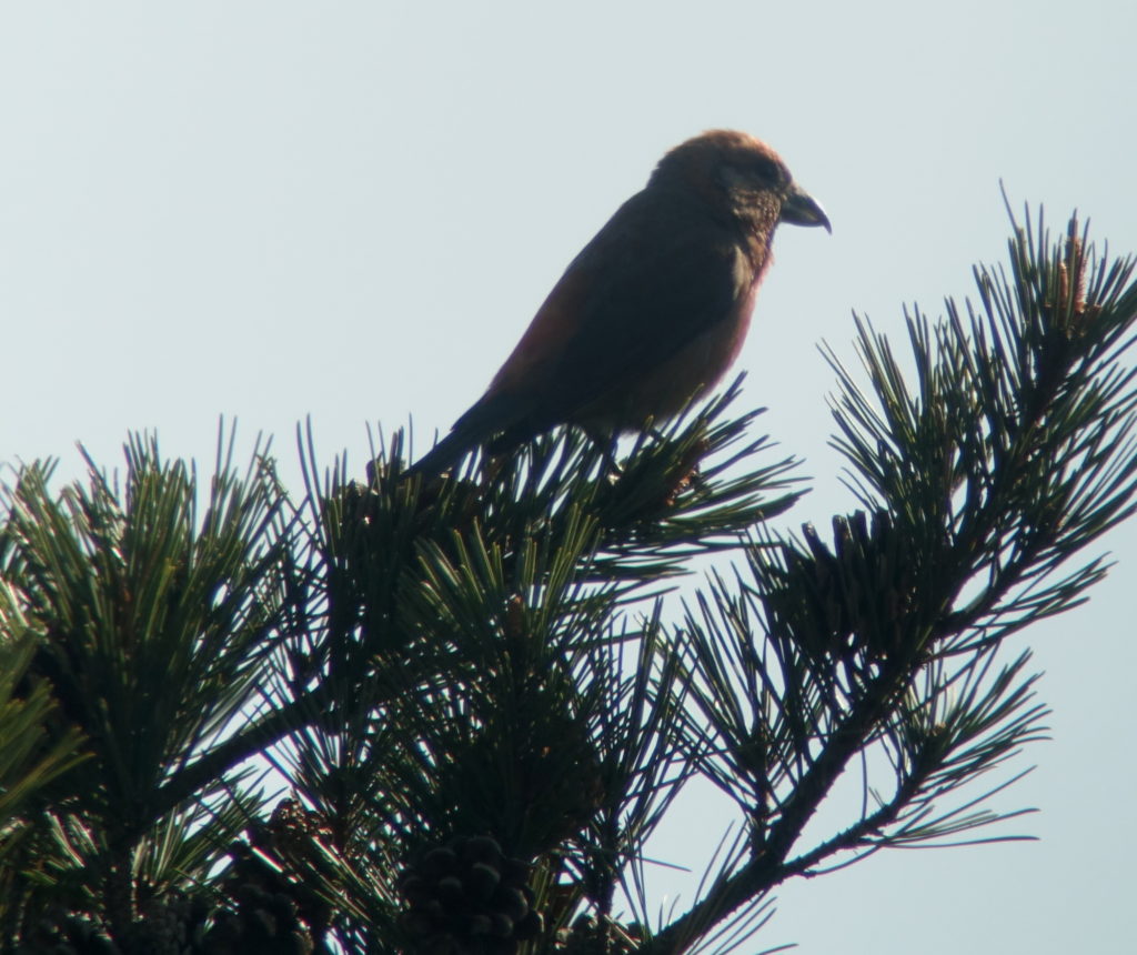 rs-redcrossbill-NM