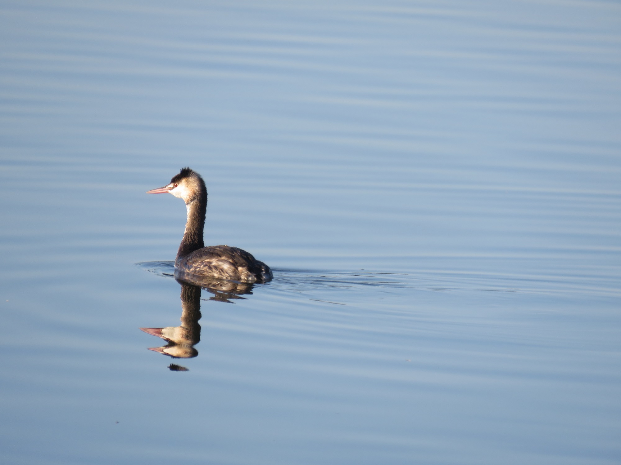 7 - Great Crested Grebe