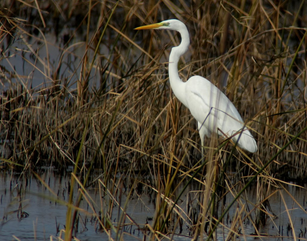 rs-greategret054-NM