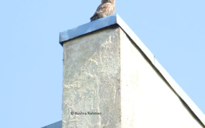 Little Owls in Pyongyang: March 9