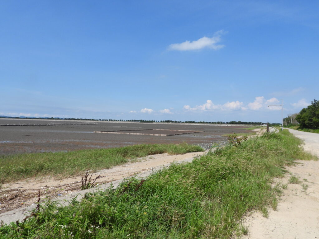 Pic 1: The tidal flat in Hwaseong (Maehyang-Ri) at low tide. The artificial structures, built to foster growth of salt marshes, can clearly be seen. How do they affect birds roosting at high tide? (© Bernhard Seliger)