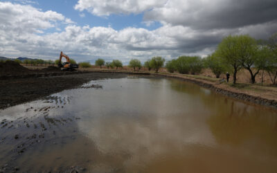 Restoration of Habitat of the Eastern Taiga Bean Goose 큰부리큰기러기 in Busan: April Update