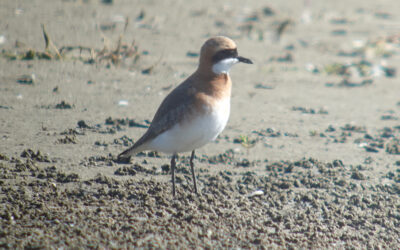 Two Tibetan Sand Plover 검은이마왕눈물떼새, Baengnyeong Island