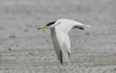 Quest for the mythical ‘last’ seabird: Chinese Crested Tern 뿔제비갈매기